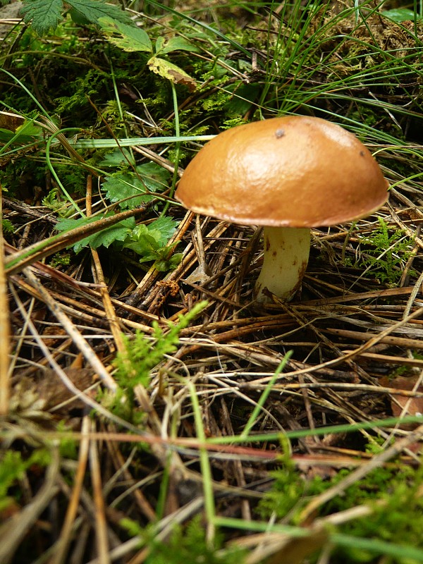 masliak zrnitý Suillus granulatus (L.) Roussel