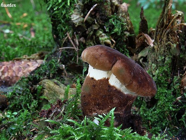 čechračka tmavohlúbiková Tapinella atrotomentosa (Batsch) Šutara