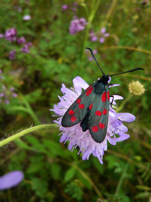 vretienka obyčajná Zygaena filipendulae