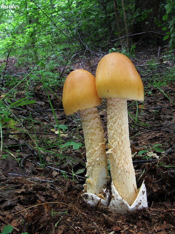 muchotrávka oranžová Amanita crocea (Quél.) Singer