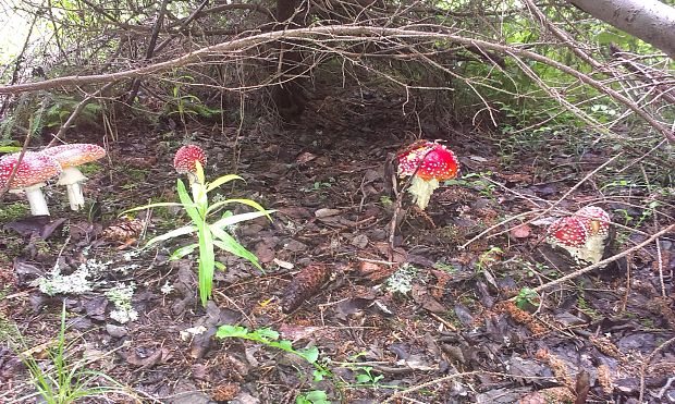 muchotrávka červená Amanita muscaria (L.) Lam.