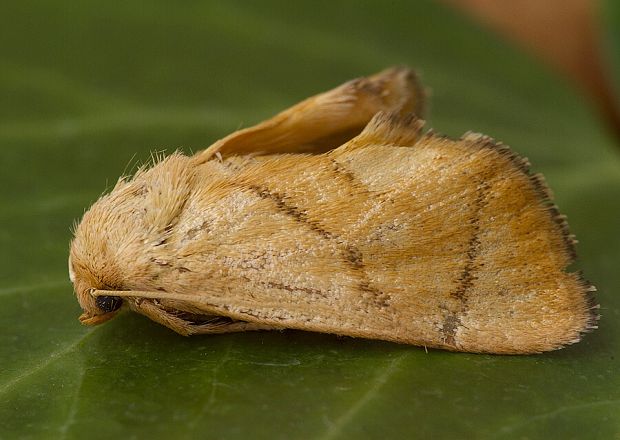 apódia dubová Apoda limacodes