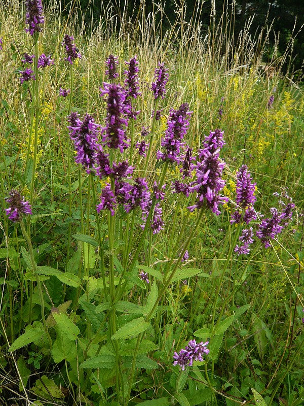 betonika lekárska Betonica officinalis  L.