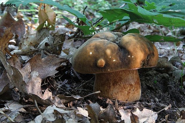 hríb bronzový Boletus aereus Bull. ex Fr.