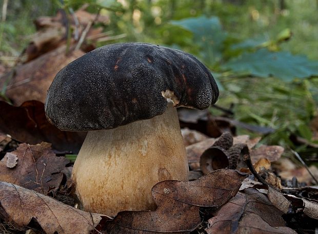 hríb bronzový Boletus aereus Bull. ex Fr.