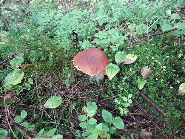 hríb smrekový Boletus edulis Bull.