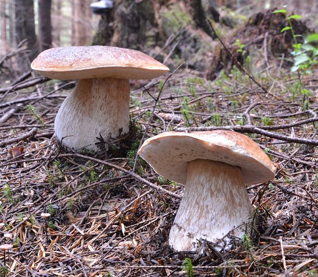 hríb smrekový Boletus edulis Bull.