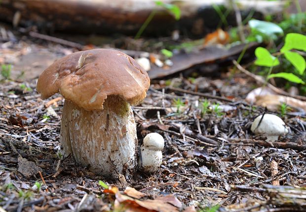 hríb smrekový Boletus edulis Bull.