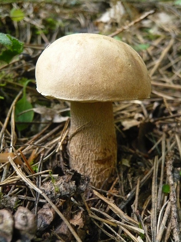 hríb dubový Boletus reticulatus Schaeff.