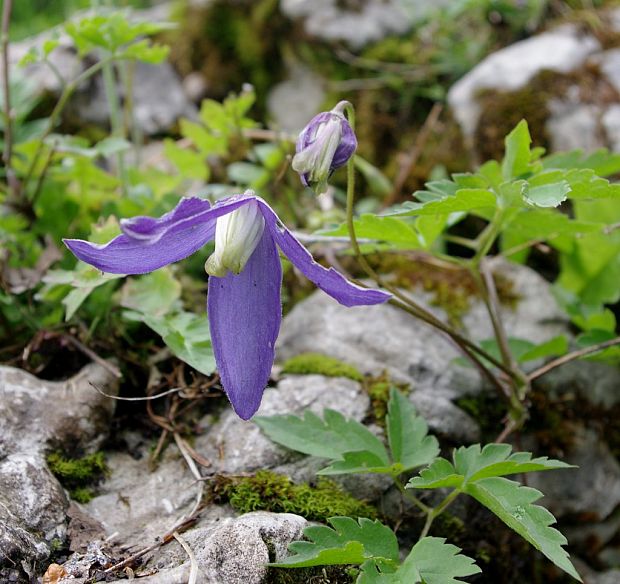 plamienok alpínsky Clematis alpina (L.) Mill.