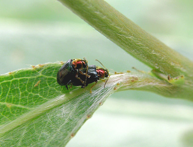 liskavka / dřepčík Crepidodera nitidula Linnaeus, 1758