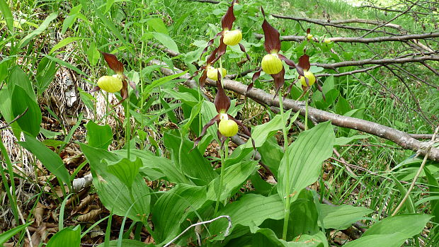 črievičník papučkový Cypripedium calceolus L.