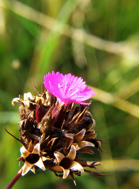 klinček kartuziánsky Dianthus carthusianorum L.