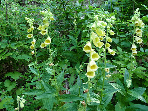 náprstník veľkokvetý Digitalis grandiflora Mill.