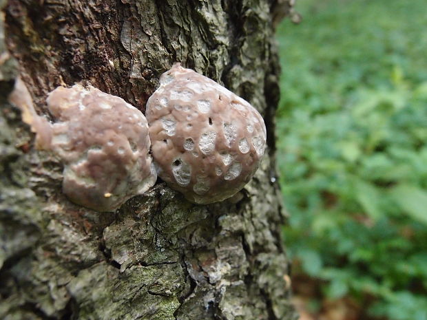 práchnovček pásikavý Fomitopsis pinicola (Sw.) P. Karst.