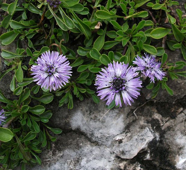 guľôčka srdcovitolistá Globularia cordifolia L.