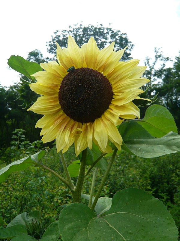 slnečnica ročná Helianthus annuus L.