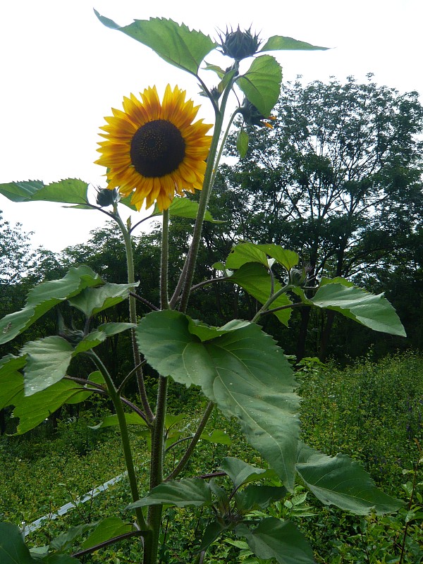 slnečnica ročná Helianthus annuus L.