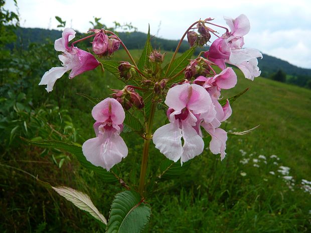 netýkavka žliazkatá Impatiens glandulifera Royle