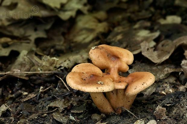 rýdzik klamný Lactarius decipiens Quél.