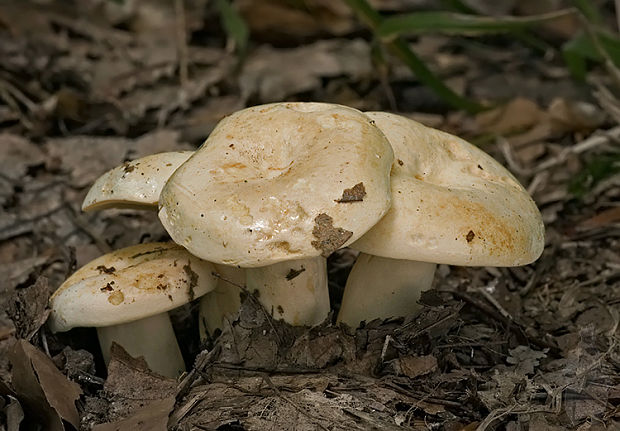 rýdzik bledý Lactarius pallidus Pers.