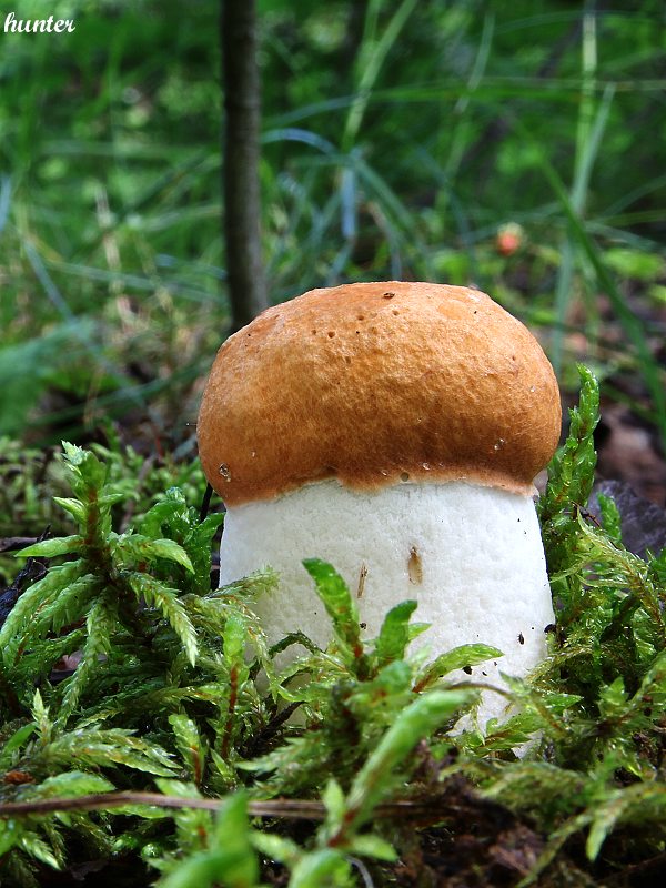 kozák osikový Leccinum albostipitatum den Bakker & Noordel.