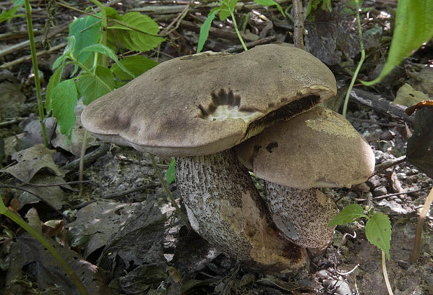 kozák topoľový Leccinum duriusculum (Schulzer ex Kalchbr.) Singer