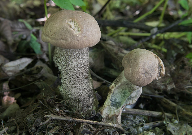 kozák topoľový Leccinum duriusculum (Schulzer ex Kalchbr.) Singer