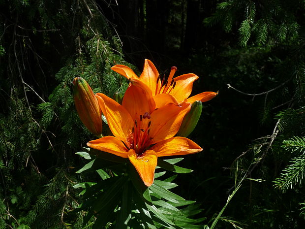 ľalia cibuľkonosná Lilium bulbiferum L.