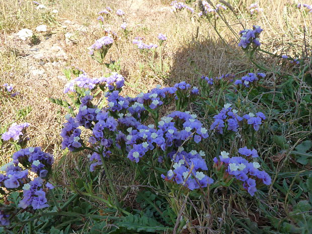 limonka zohnutá Limonium sinuatum (L.) Mill.