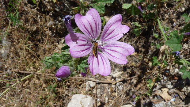 slez lesný Malva sylvestris L.