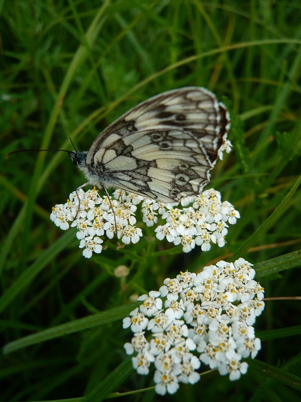 očkáň timotejkový Melanargia galathea Linnaeus