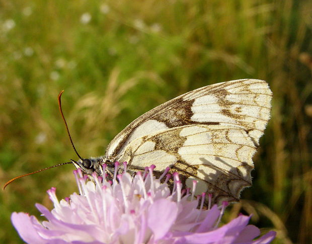 očkáň timotejkový Melanargia galathea  Linnaeus, 1758