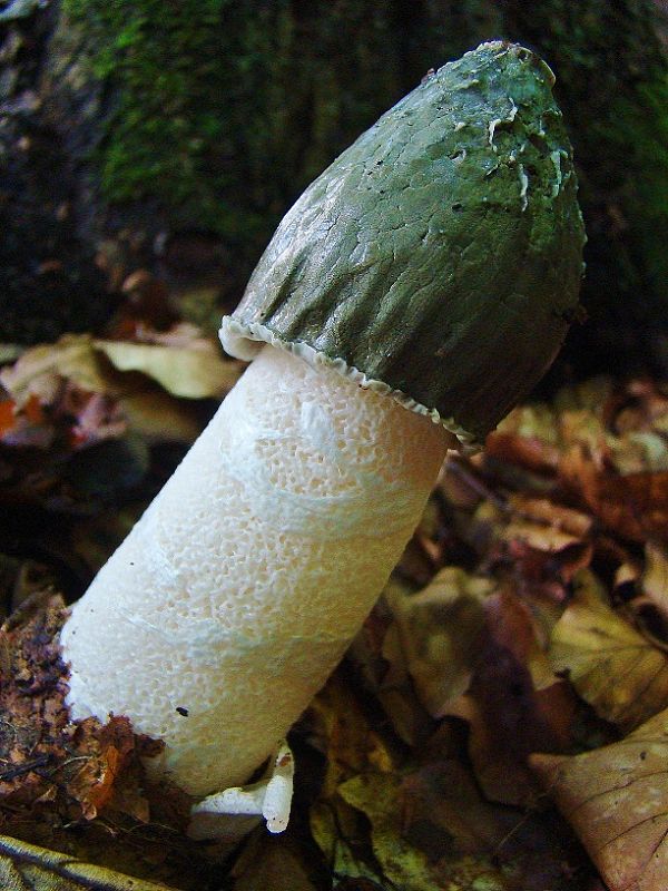 hadovka smradľavá Phallus impudicus L.