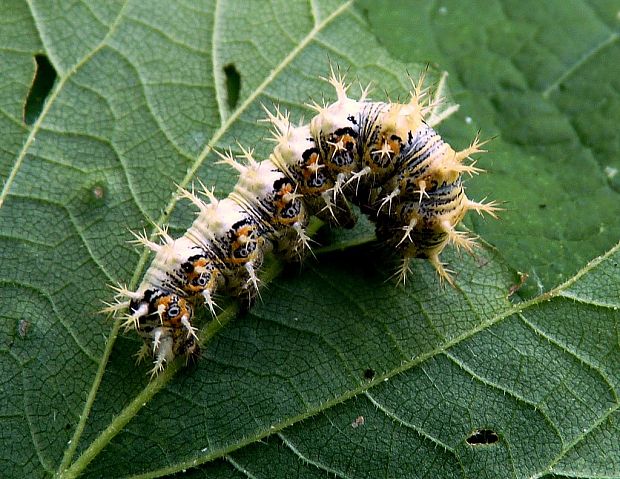 babôčka zubatokrídla Polygonia c-album