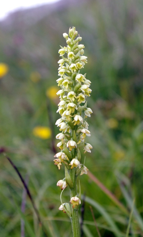 bieloprst belavý Pseudorchis albida (L.) Á. Löve et D. Löve