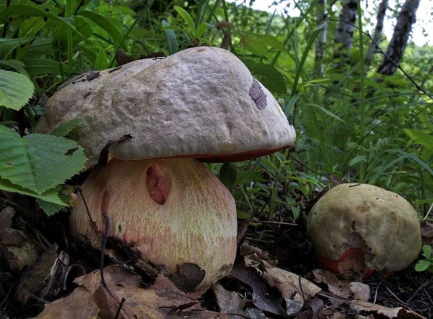 hríb satanský Rubroboletus satanas f. satanas (Lenz) Kuan Zhao & Zhu L. Yang