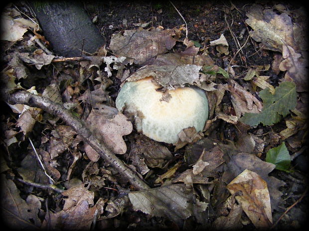 plávka Russula sp.