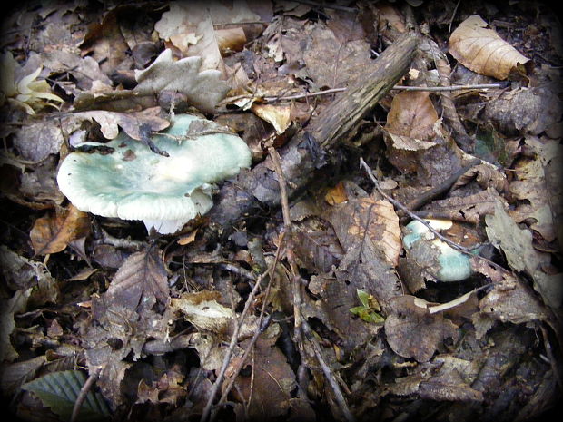 plávka Russula sp.