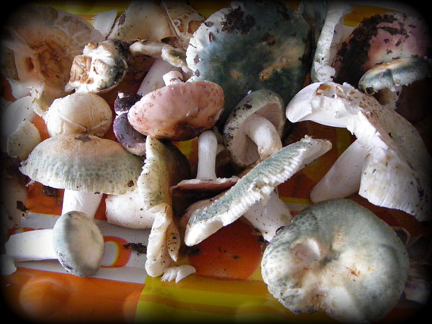 plávka Russula sp.