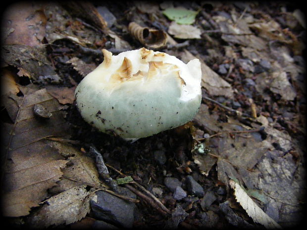 plávka Russula sp.