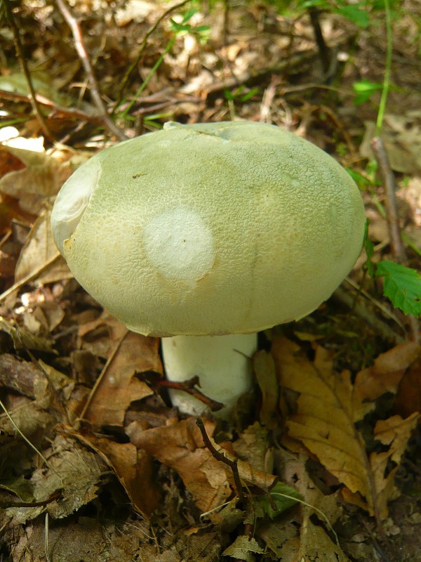 plávka zelenkastá Russula virescens (Schaeff.) Fr.