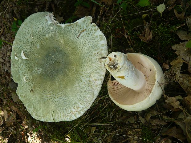 plávka zelenkastá Russula virescens (Schaeff.) Fr.