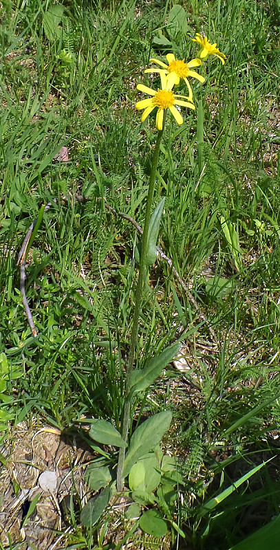 starček tôňomilný Senecio umbrosus Waldst. et Kit.