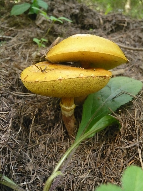 masliak smrekovcový Suillus grevillei (Klotzsch) Singer