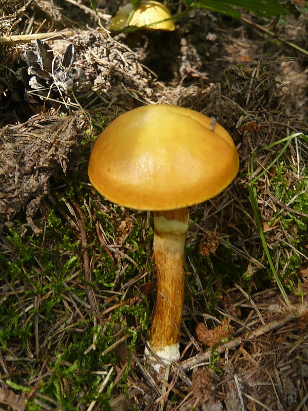 masliak smrekovcový Suillus grevillei (Klotzsch) Singer