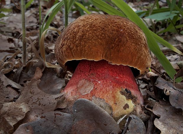 hríb zrnitohlúbikový Sutorius luridiformis (Rostk.) G. Wu & Zhu L. Yang