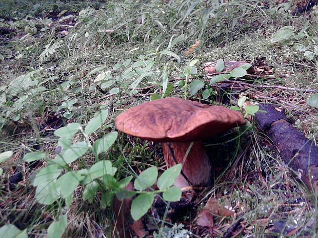 hríb zrnitohlúbikový Sutorius luridiformis (Rostk.) G. Wu & Zhu L. Yang