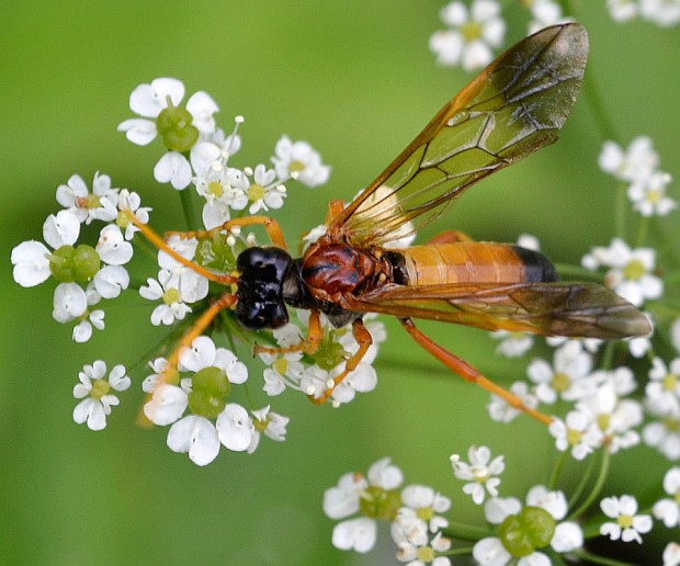 piliarka poľná Tenthredo campestris Linnaeus, 1758