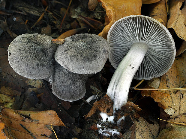 čírovka Tricholoma sp.